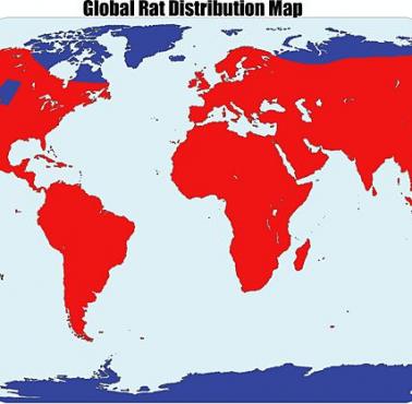 Zasięg występowania szczurów na świecie