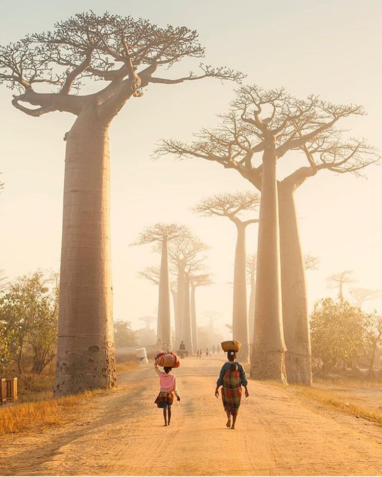 Baobaby (Adansonia perrieri) na Madagaskarze