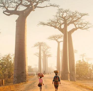 Baobaby (Adansonia perrieri) na Madagaskarze