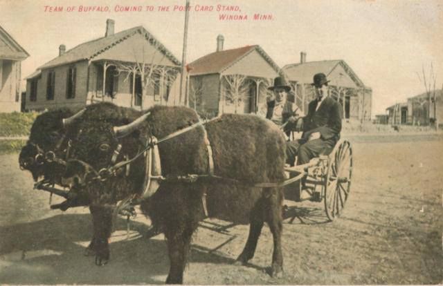 Bizony w zaprzęgu, Winona, Minnesota, 1908