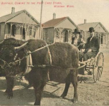 Bizony w zaprzęgu, Winona, Minnesota, 1908