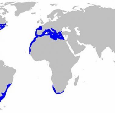 Mapa siedlisk żarłacza białego (ludojada)