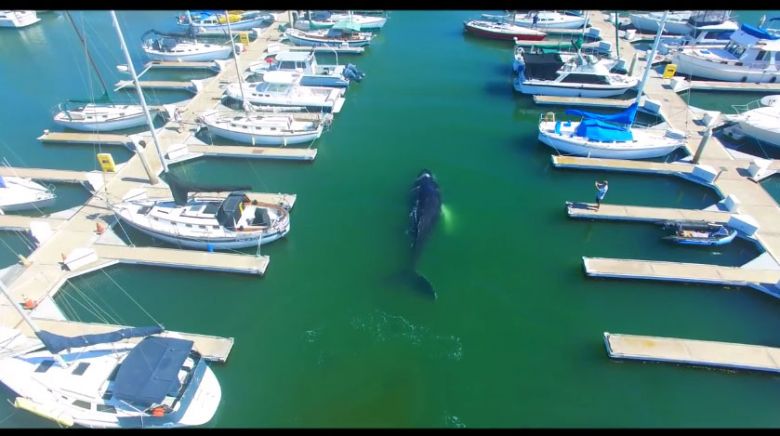 Zagubiony młodziutki humbak w Ventura Harbor Marina nieopodal Los Angeles, USA, (wideo HD)