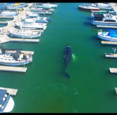 Zagubiony młodziutki humbak w Ventura Harbor Marina nieopodal Los Angeles, USA, (wideo HD)