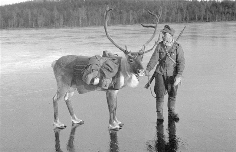 Fiński żołnierz z reniferem podczas wojny z ZSRR 1939-40
