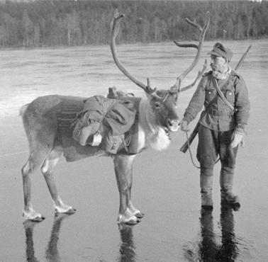 Fiński żołnierz z reniferem podczas wojny z ZSRR 1939-40