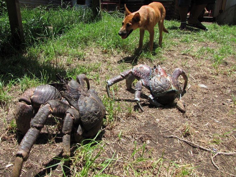 Krab kokosowy, największy żyjący na ziemi gatunek stawonoga 