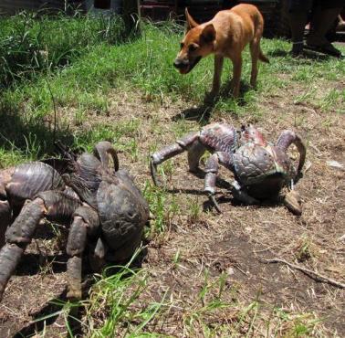 Krab kokosowy, największy żyjący na ziemi gatunek stawonoga 