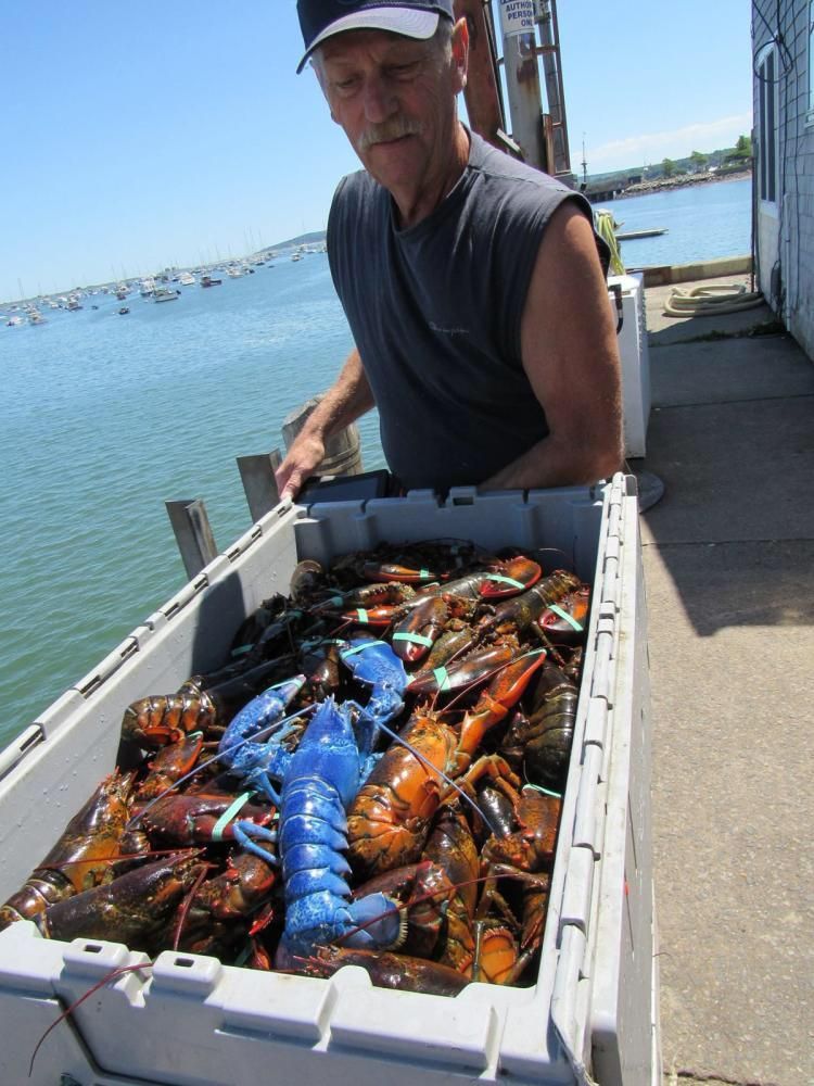 Niebieski homar wyłowiony w Cape Cod w stanie Massachusetts w Nowej Anglii, USA