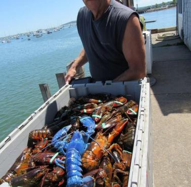 Niebieski homar wyłowiony w Cape Cod w stanie Massachusetts w Nowej Anglii, USA