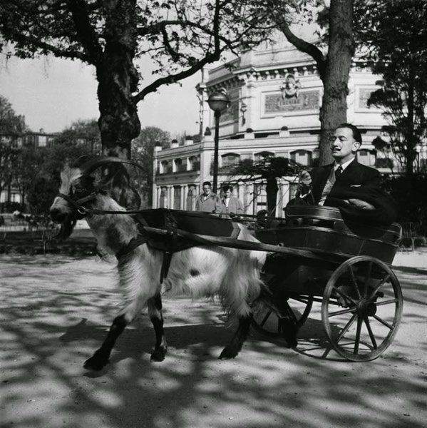 Salvador Dali w swoim powozie z kozą, 1953