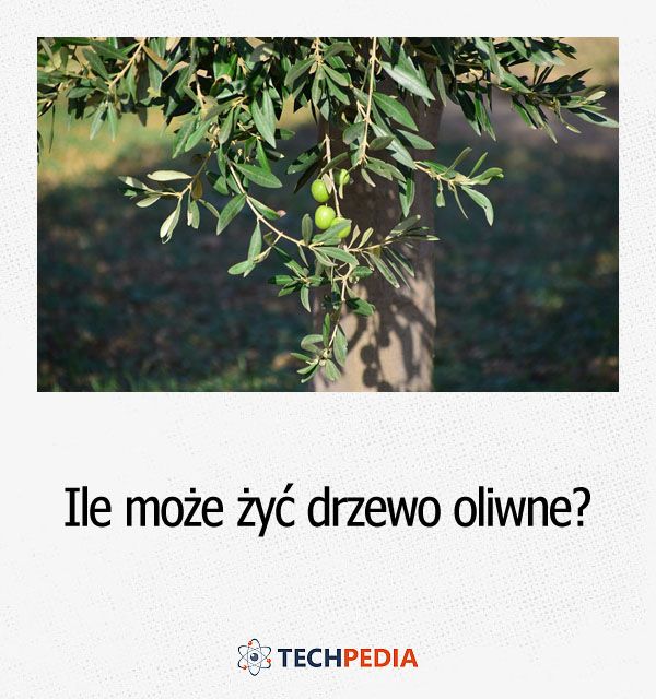 Ile może żyć drzewo oliwne?