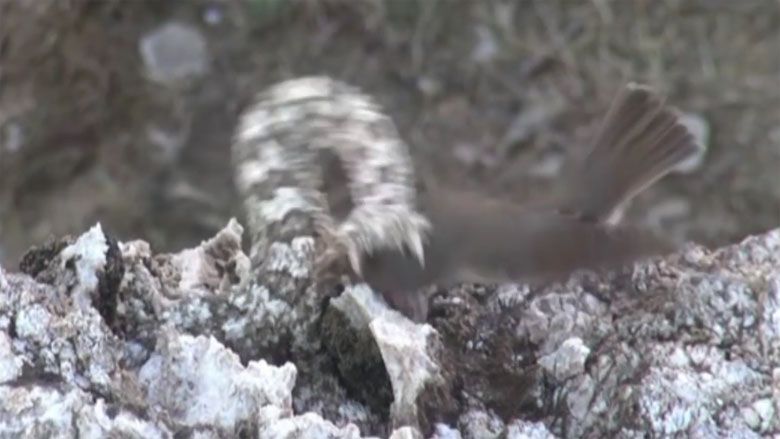 Pseudocerastes persicus – żmija perska w nietypowy sposób ściąga uwagę ofiary (wideo)