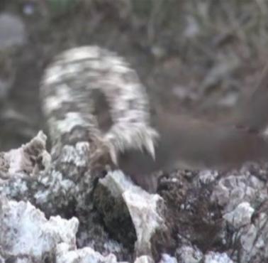 Pseudocerastes persicus – żmija perska w nietypowy sposób ściąga uwagę ofiary (wideo)