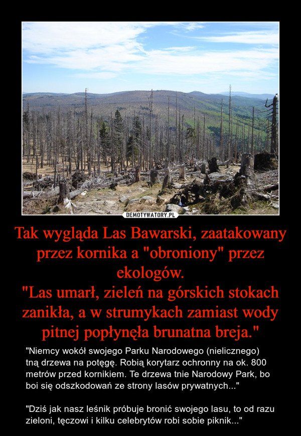 Uratowany przez ekologów las