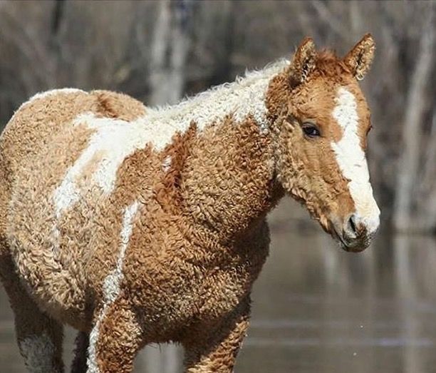 Koń z kręconymi włosami rasy curly (american bashkir curly horse)