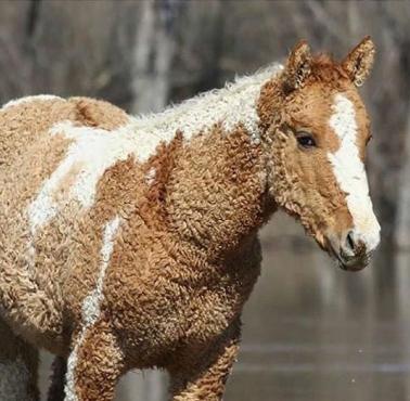 Koń z kręconymi włosami rasy curly (american bashkir curly horse)