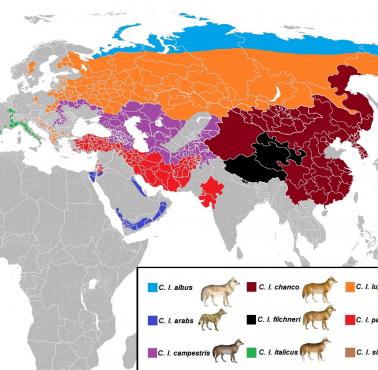 Występowanie podgatunków wilka w Eurazji
