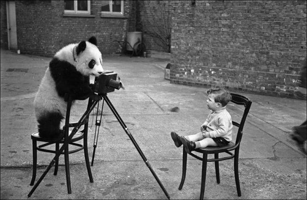 Panda fotografuje chłopca, 1939