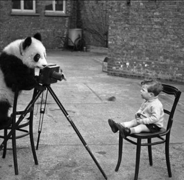 Panda fotografuje chłopca, 1939