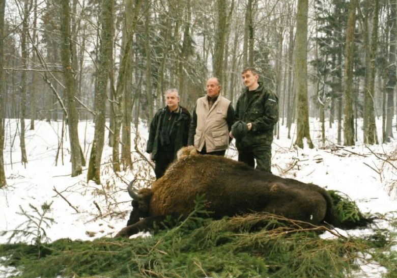 Włodzimierz Cimoszewicz pozuje z zastrzelonym żubrem, Puszcza Białowieska