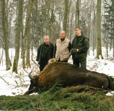 Włodzimierz Cimoszewicz pozuje z zastrzelonym żubrem, Puszcza Białowieska