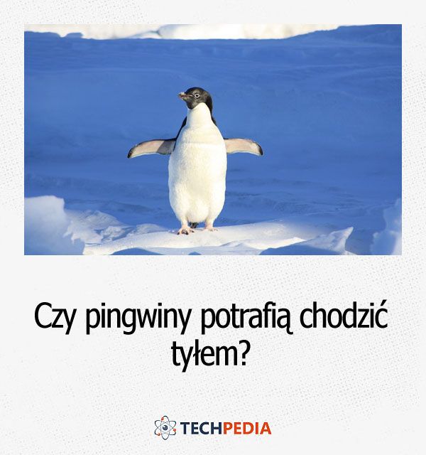 Czy pingwiny potrafią chodzić tyłem?