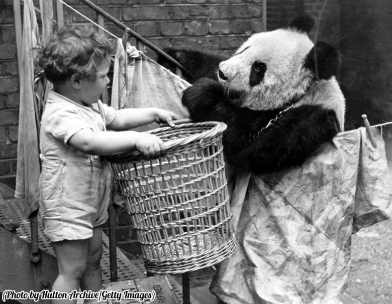 Pomocna Panda, 1939