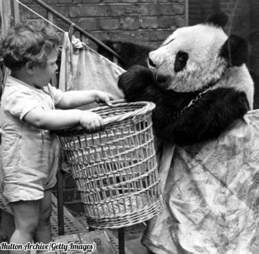 Pomocna Panda, 1939