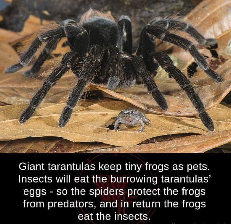 Tarantula chroni małą żabkę (eng)