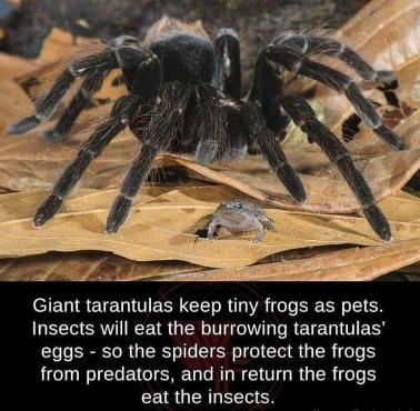 Tarantula chroni małą żabkę (eng)