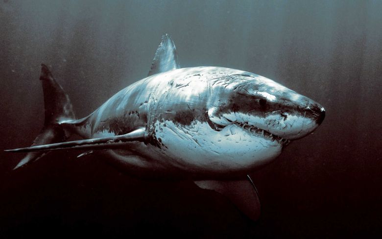 Rekin ludojad (Żarłacz biały, Carcharodon carcharias) - weteran