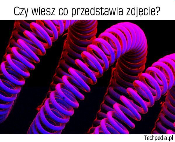 Co znajduje się na zdjęciu?