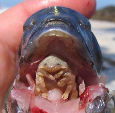 Cymothoa exigua jest rodzajem pasożyta, który zastępuje język ryby zjadając go