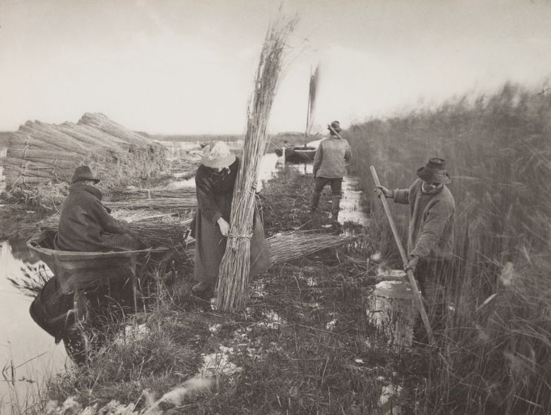 Zbieranie trzciny, Norfolk Broads, Anglia, 1886