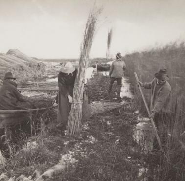 Zbieranie trzciny, Norfolk Broads, Anglia, 1886