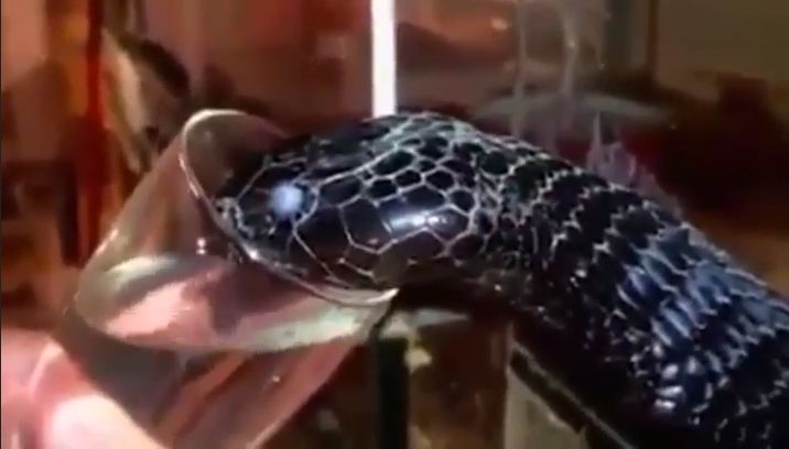 Mamba czarna (Dendroaspis polylepis) podczas picia wody (wideo)