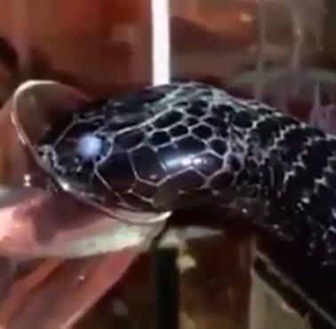 Mamba czarna (Dendroaspis polylepis) podczas picia wody (wideo)