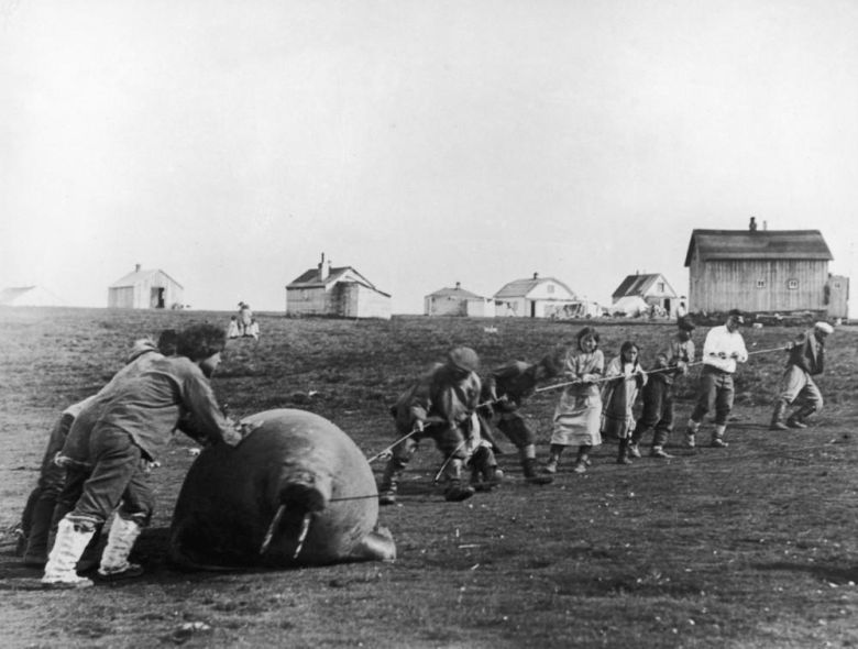 Alascy inuici ciągną do domu zabitego morsa, 1930