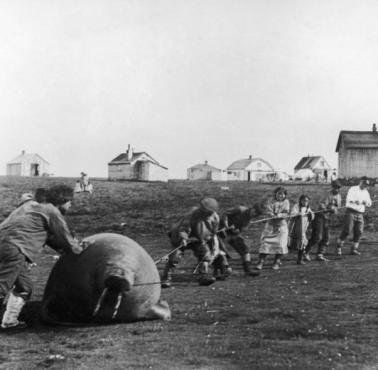 Alascy inuici ciągną do domu zabitego morsa, 1930