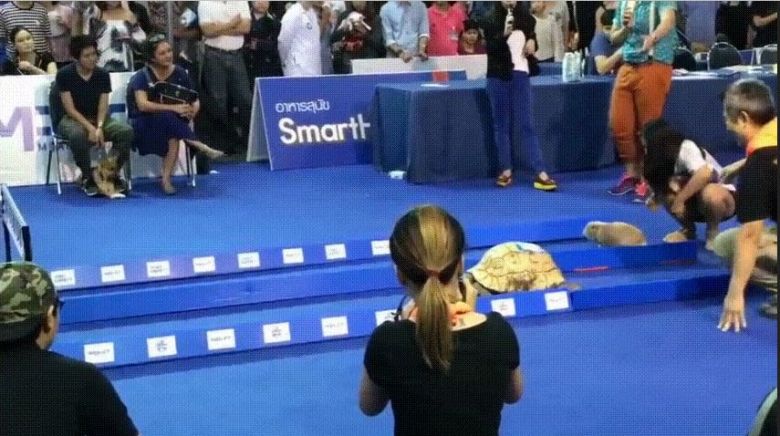 Kto wygra wyścig - żółw czy królik? (wideo)
