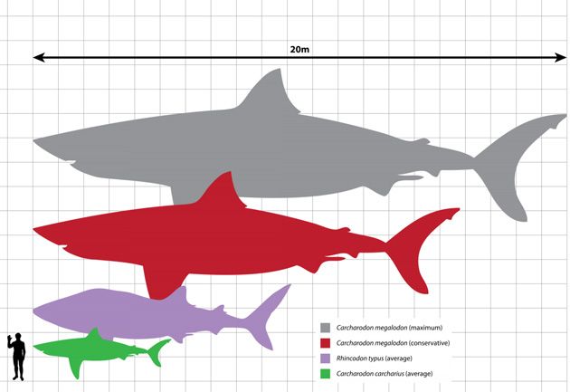 Prehistoryczny rekin - Megalodon