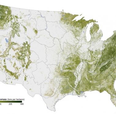 Gęstość pokrywy lasów w USA