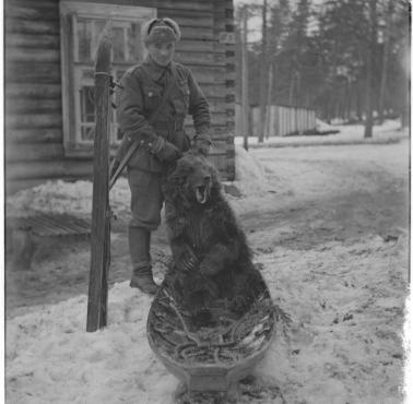 Fiński oficer z zabitym przez siebie niedźwiedziem, Finlandia, okolice jeziora Ładoga, 1943