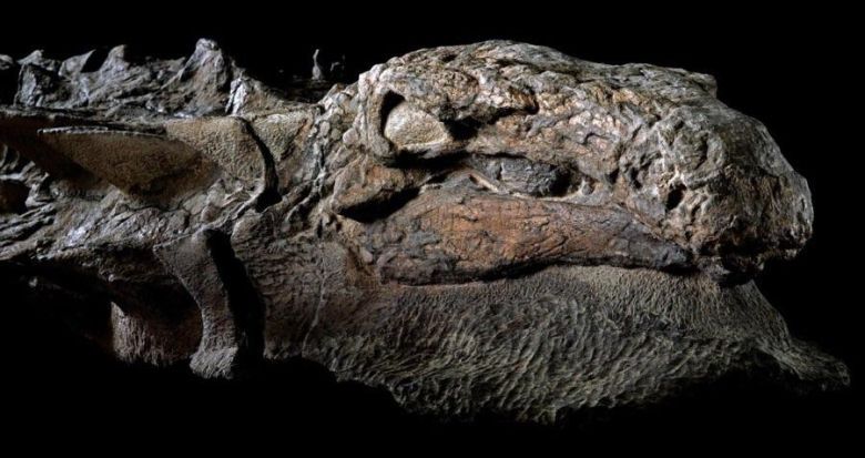 Odkryta w roponośnych piaskach świetnie zachowana mumia dinozaura z przed 110 mln lat, stan Alberta, Kanada, 2011