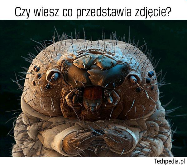 Co znajduje się na zdjęciu?