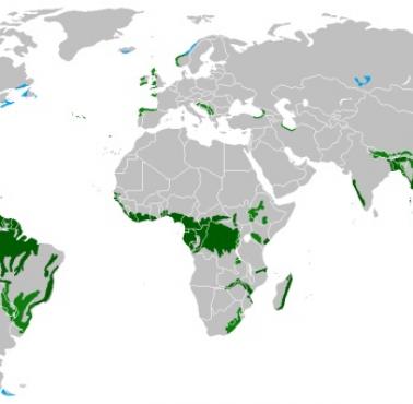 Występowanie lasów deszczowych na świecie z naniesionymi granicami państw