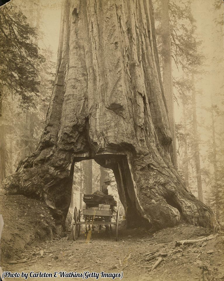 Przejazd pod sekwoją, Yosemite Park, Kalifornia, 1879