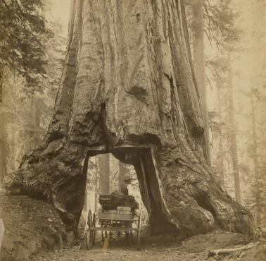 Przejazd pod sekwoją, Yosemite Park, Kalifornia, 1879