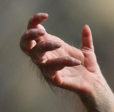 Zdjęcie ręki młodego orangutana